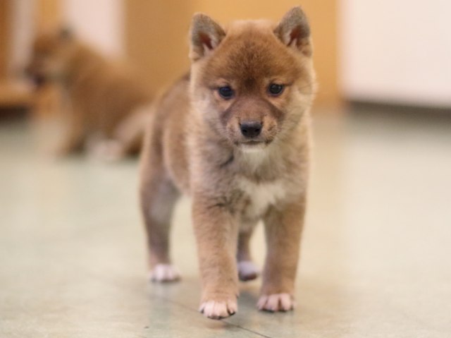 fp5a5261-puppy fp5a5261-puppy