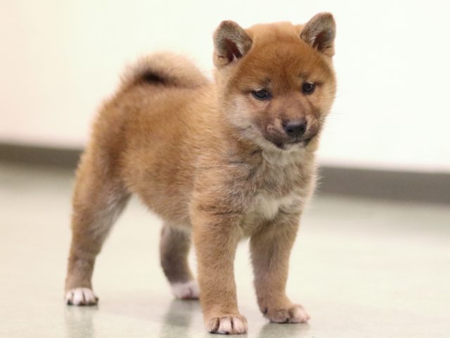fp5a5314-puppy fp5a5314-puppy
