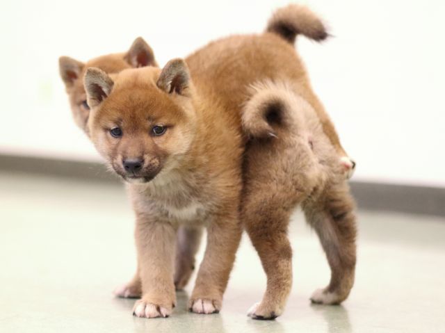 fp5a5325-puppy fp5a5325-puppy