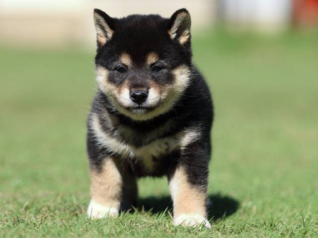 fp5a5330-puppy fp5a5330-puppy