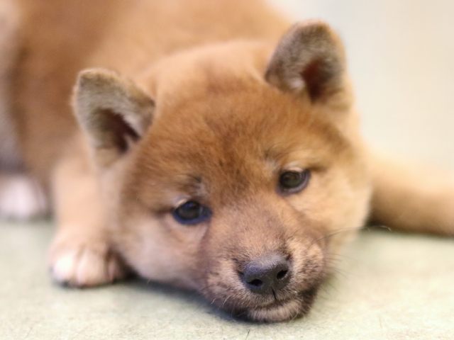 fp5a5337-puppy fp5a5337-puppy