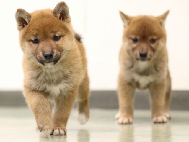 fp5a5379-puppy fp5a5379-puppy