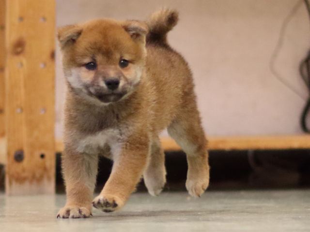 fp5a5435-puppy fp5a5435-puppy