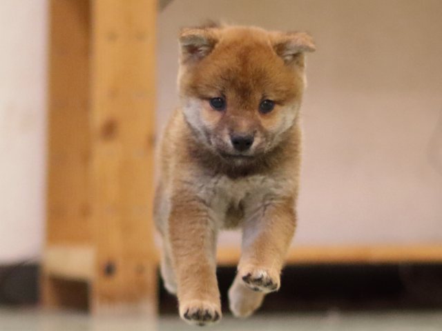 fp5a5437-puppy fp5a5437-puppy