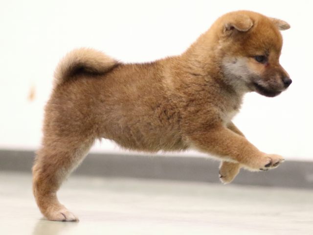 fp5a5551-puppy fp5a5551-puppy