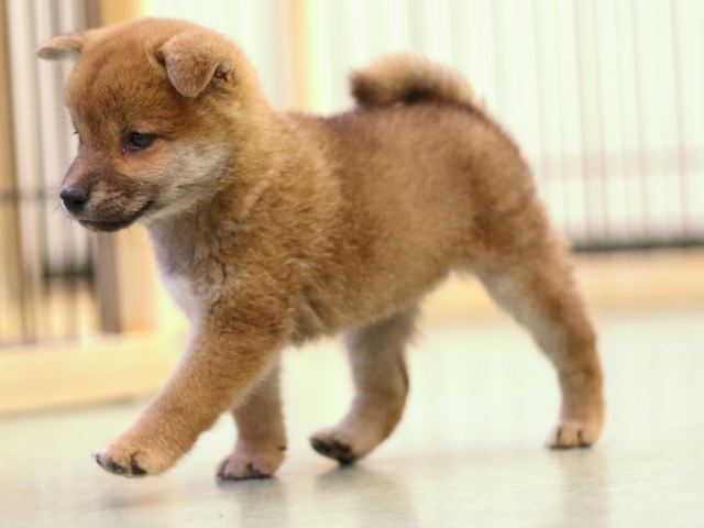 fp5a5643-puppy fp5a5643-puppy