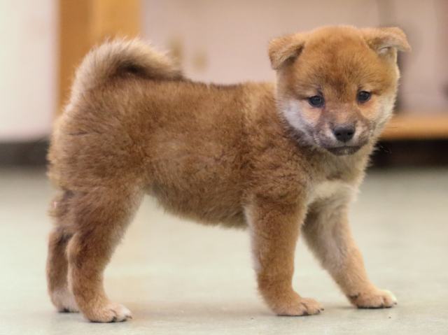 fp5a5662-puppy fp5a5662-puppy