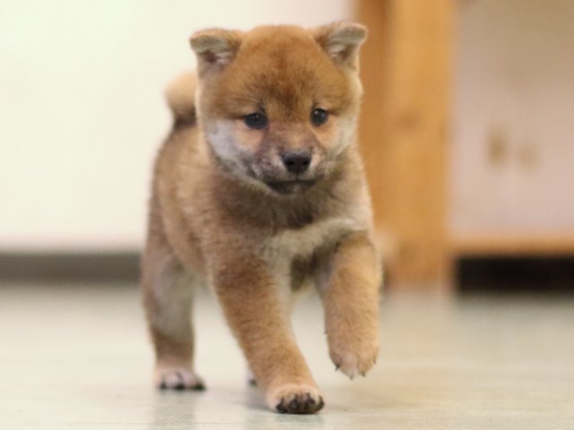 fp5a5692-puppy fp5a5692-puppy