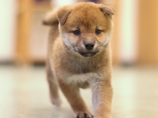 fp5a5696-puppy fp5a5696-puppy