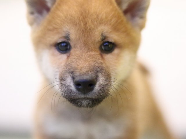 fp5a5704-puppy fp5a5704-puppy
