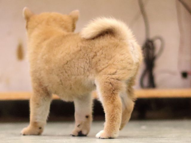 fp5a5707-puppy fp5a5707-puppy