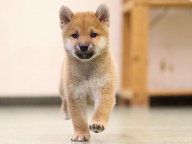 fp5a5714-puppy fp5a5714-puppy