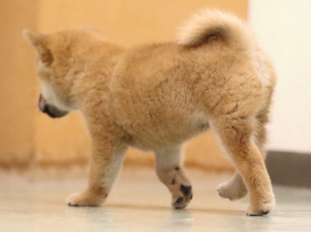fp5a5738-puppy fp5a5738-puppy