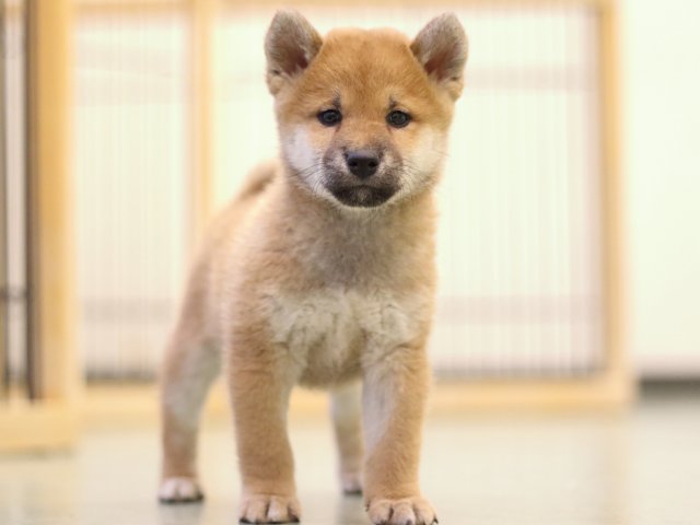 fp5a5770-puppy fp5a5770-puppy