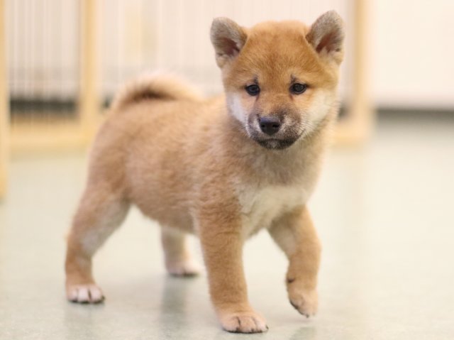 fp5a5785-puppy fp5a5785-puppy