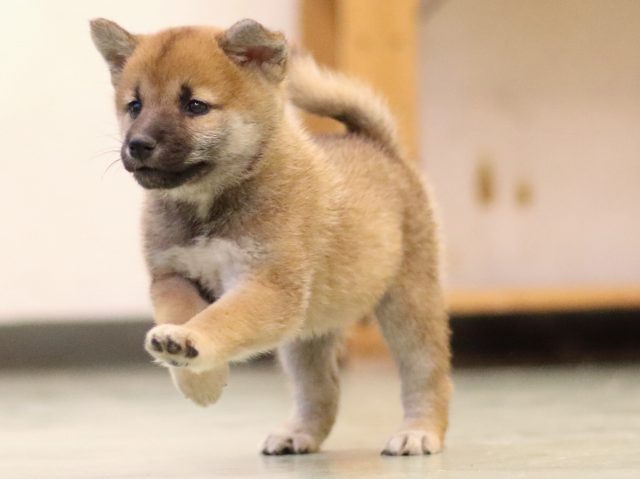 fp5a5834-puppy fp5a5834-puppy
