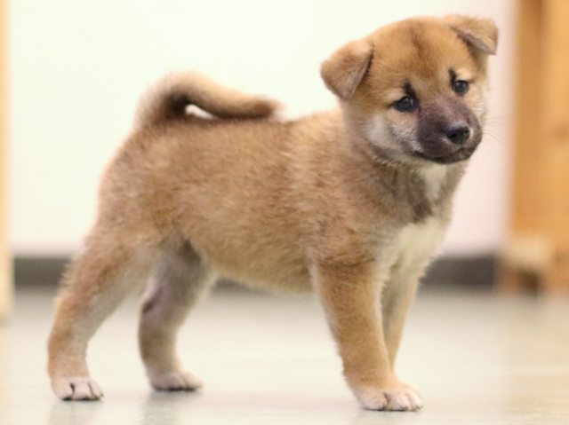 fp5a5879-puppy fp5a5879-puppy