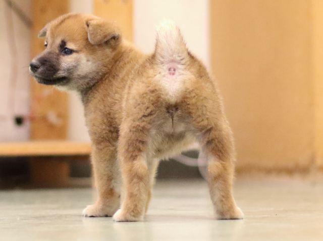 fp5a5886-puppy fp5a5886-puppy