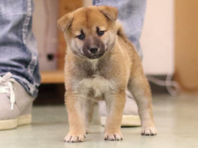 fp5a5956-puppy fp5a5956-puppy
