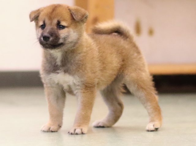 fp5a5969-puppy fp5a5969-puppy