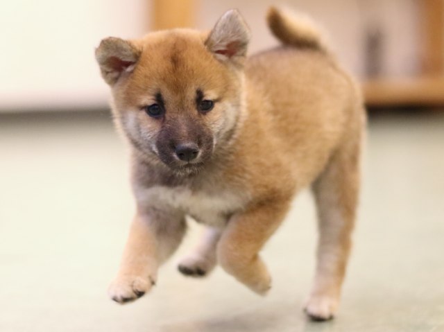fp5a6013-puppy fp5a6013-puppy