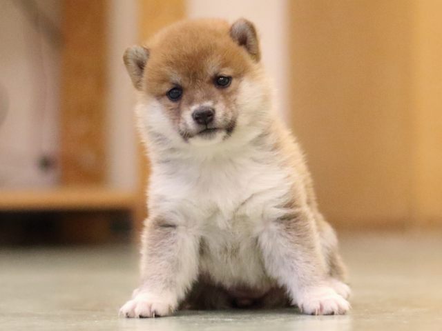 fp5a6026-puppy fp5a6026-puppy