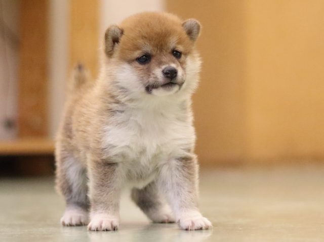 fp5a6033-puppy fp5a6033-puppy