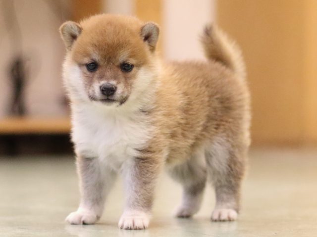 fp5a6050-puppy fp5a6050-puppy