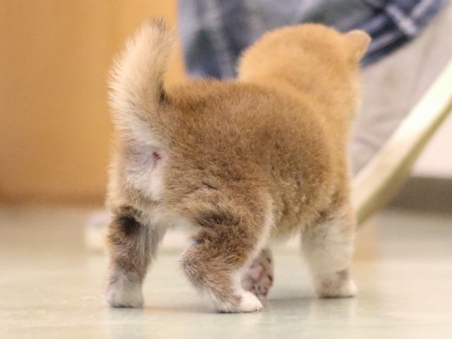 fp5a6061-puppy fp5a6061-puppy