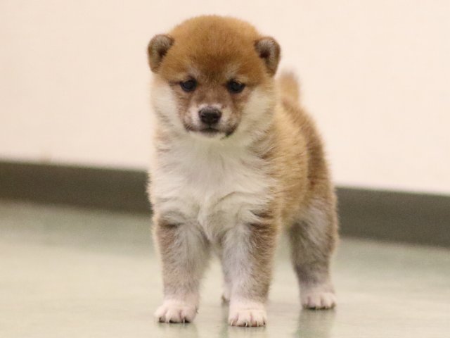 fp5a6114-puppy fp5a6114-puppy
