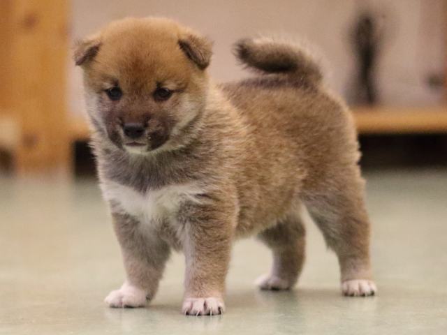fp5a6132-puppy fp5a6132-puppy