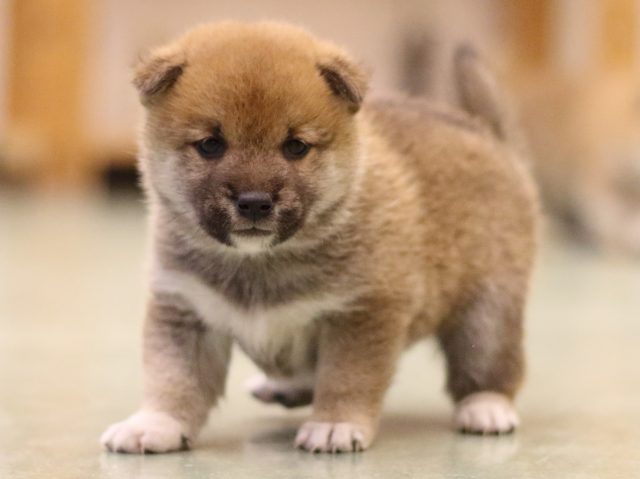 fp5a6189-puppy fp5a6189-puppy