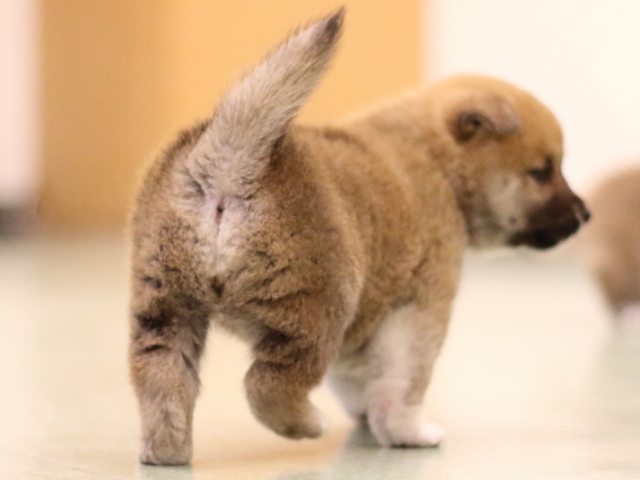 fp5a6194-puppy fp5a6194-puppy