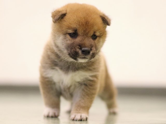 fp5a6220-puppy fp5a6220-puppy