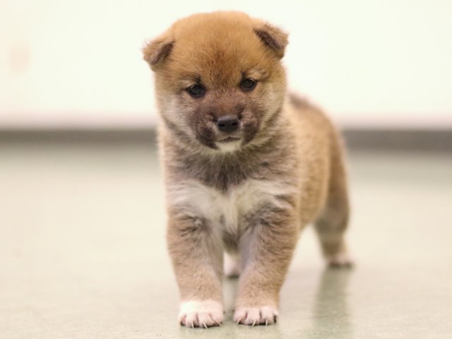 fp5a6231-puppy fp5a6231-puppy