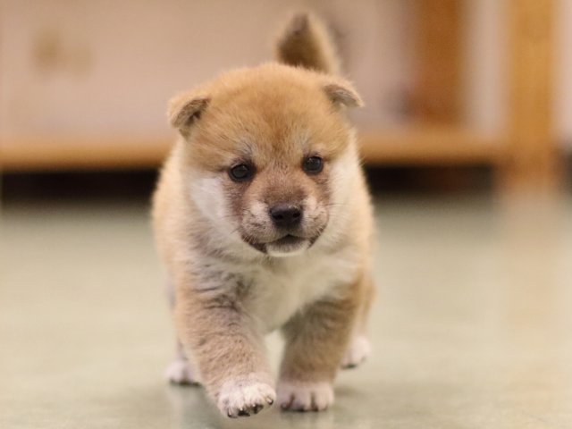 fp5a6248-puppy fp5a6248-puppy