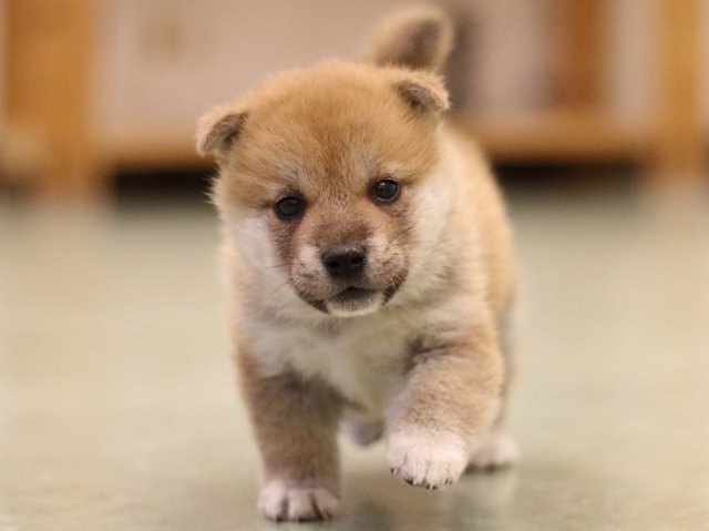 fp5a6252-puppy fp5a6252-puppy