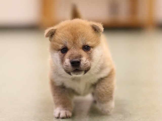 fp5a6257-puppy fp5a6257-puppy