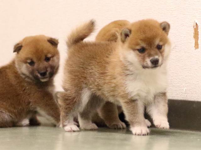 fp5a6264-puppy fp5a6264-puppy