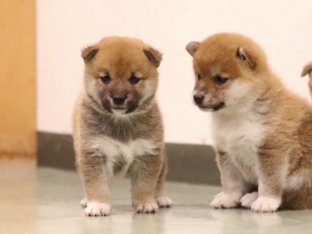 fp5a6273-puppy fp5a6273-puppy