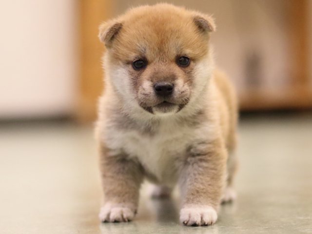 fp5a6296-puppy fp5a6296-puppy