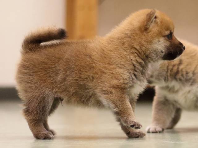 fp5a6318-puppy fp5a6318-puppy