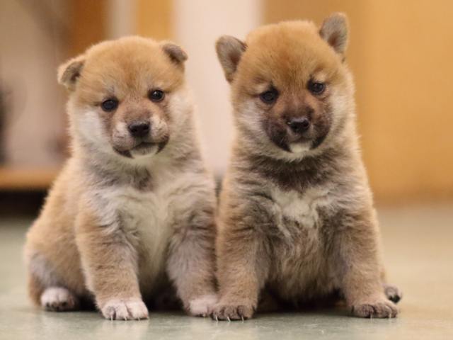 fp5a6340-puppy fp5a6340-puppy