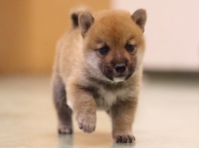 fp5a6343-puppy fp5a6343-puppy