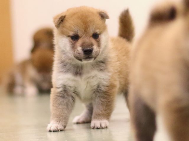 fp5a6426-puppy fp5a6426-puppy