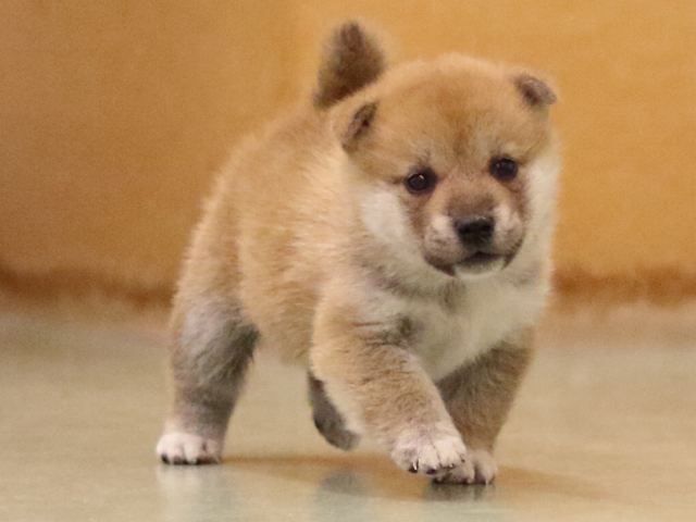 fp5a6438-puppy fp5a6438-puppy