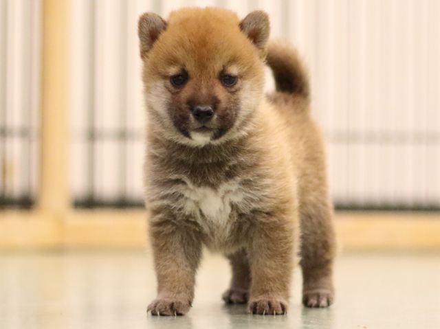 fp5a6523-puppy fp5a6523-puppy