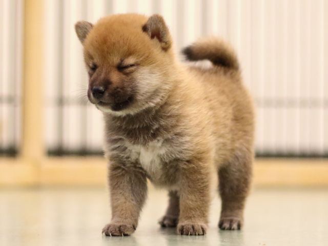 fp5a6528-puppy fp5a6528-puppy