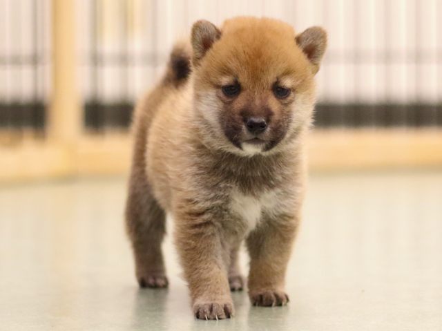 fp5a6548-puppy fp5a6548-puppy