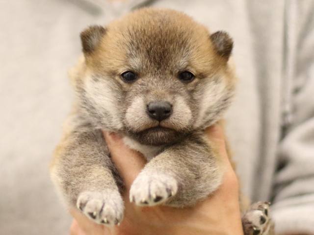 fp5a6570-puppy fp5a6570-puppy